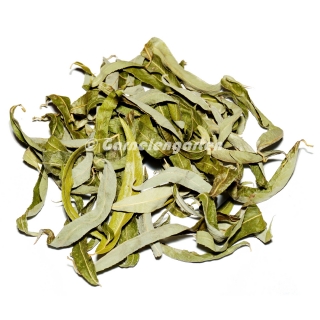 Garnelengarten® Weidenblätter grün 30 Stück