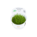 B-Ware | Eleocharis acicularis Mini