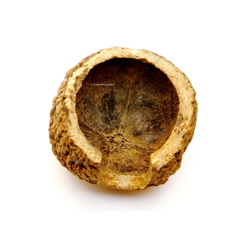 Paranuss Höhle | Halbschale mit Fronteingang - Großhandel