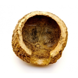Paranuss Höhle | Halbschale mit Fronteingang - Großhandel