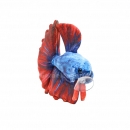 Nature4Pets - Betta Fish Plush