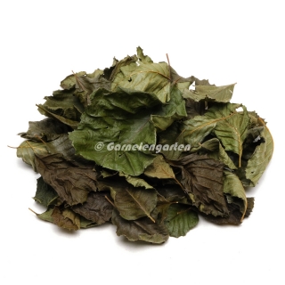 Garnelengarten® Schwarzerlenblätter 30 Stück