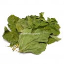 Garnelengarten® Feigenblätter grün XL 5...