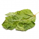 Garnelengarten® Feigenblätter grün XL 5...