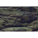 Aqua Nova Hintergrund Rock/Plants S - 60x30 cm