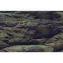 Aqua Nova Hintergrund Rock/Plants L - 100x50 cm