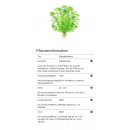 Myriophyllum mattogrossense - Mato Grosso Tausendblatt | In-Vitro
