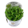 Rotala Bonsai - Indische Rotala - B-Ware