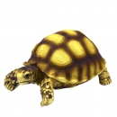 Hobby Turtle 2