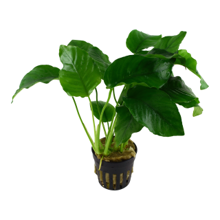 Anubias barteri var. barteri - Breitblättriges Speerblatt