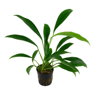 Anubias barteri var. angustifolia - Schmalblättriges...