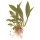 Anubias barteri var. angustifolia - Schmalblättriges Speerblatt