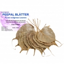 Garnelengarten® Peepal Blätter 10 Stück
