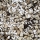 Sybotanica Lithops & Splitrock Mix | Erde für Lebende Steine