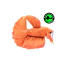 GreenPleco - Betta Oranje Plushie