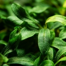 Bucephalandra sp. Needle Leaf | In-Vitro - Tropica...