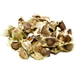 Garnelengarten® Moringa oleifera Samen 5 Stück