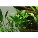 Schismatoglottis prietoi | In-Vitro - Tropica Limited...