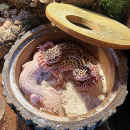 Terra Della Reptilienversteck | Wetbox - 3 Größen