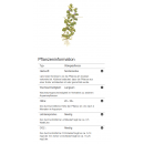 Bacopa caroliniana - Großes Fettblatt | In-Vitro