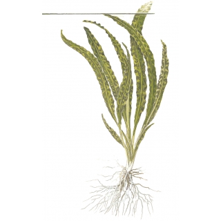 Cryptocoryne crispatula - Genoppter Wasserkelch