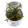 Cryptocoryne crispatula - Genoppter Wasserkelch | In-Vitro