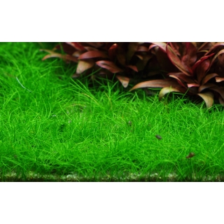 Eleocharis acicularis Mini - Mini Nadelsimse | In-Vitro