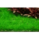 Eleocharis acicularis Mini - Mini Nadelsimse | In-Vitro