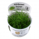 Eleocharis acicularis Mini - Mini Nadelsimse | In-Vitro