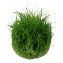Eleocharis acicularis Mini - Mini Nadelsimse | In-Vitro