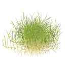 Eleocharis acicularis Mini - Mini Nadelsimse | In-Vitro