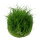 Eleocharis acicularis Mini - Mini Nadelsimse | In-Vitro