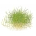Eleocharis acicularis Mini - Mini Nadelsimse | In-Vitro