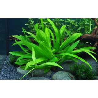 Helanthium Quadricostatus - Zwergschwertpflanze
