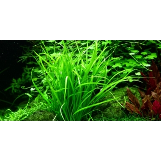 Helanthium tenellum Green - Zwergschwertpflanze