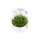 Helanthium tenellum Green - Zwergschwertpflanze | In-Vitro