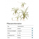 Helanthium tenellum Green - Zwergschwertpflanze | In-Vitro