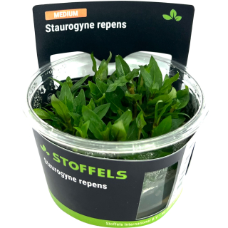Staurogyne repens | In-Vitro-Cup