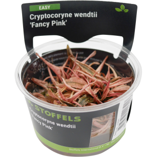Cryptocoryne wendtii Fancy Pink | In-Vitro-Cup