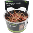 Cryptocoryne wendtii Fancy Pink | In-Vitro-Cup