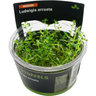 Ludwigia arcuata | In-Vitro-Cup