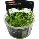 Ludwigia arcuata | In-Vitro-Cup