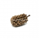 Casuarina Cones - Kasuarinen Zapfen 800 g