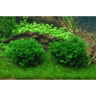 Monosolenium tenerum - Zartes Lebermoos