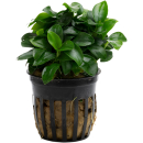 Anubias barteri var. nana Bonsai (Mini) | Topf-Pflanze