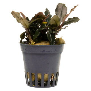 Bucephalandra brownie Ghost Ulu Kapus | Topf-Pflanze