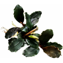 Bucephalandra brownie Ghost Ulu Kapus | Topf-Pflanze