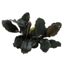 Bucephalandra brownie Ghost Ulu Kapus | Topf-Pflanze