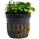 Schismatoglottis prietoi | Topf-Pflanze