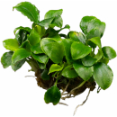 Schismatoglottis prietoi | Topf-Pflanze